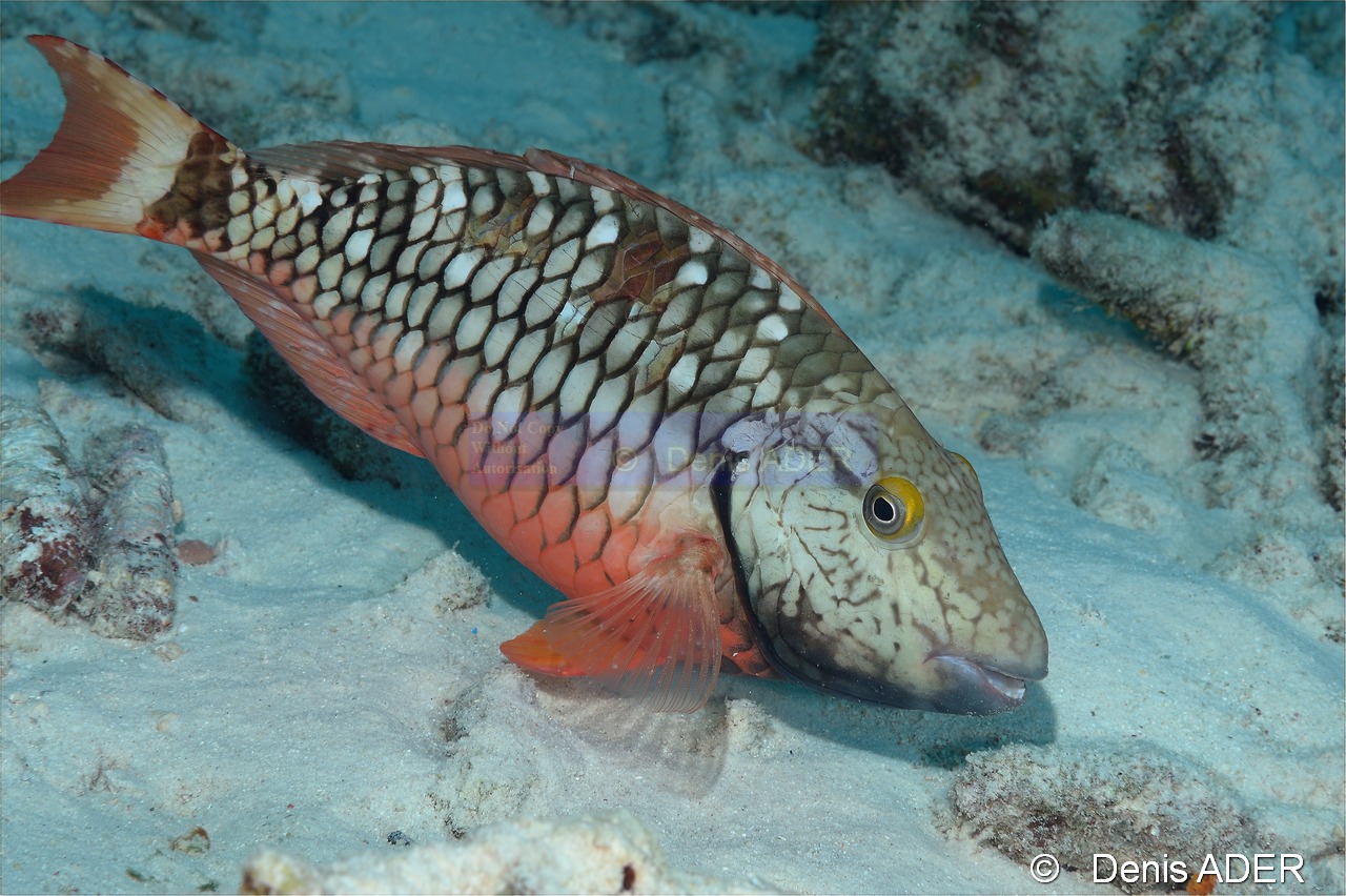 Sparisoma-viride-initial Poisson perroquet feu rouge-Bonaire Coco Beach-15m-20180217-Denis-ADER-DSC_6291_tn.jpg